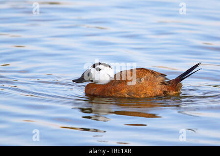 L'érismature à tête blanche (Oxyura leucocephala), natation homme, Espagne, Andalousie Banque D'Images