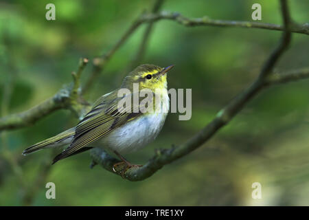 (Phylloscopus sibilatrix Pouillot siffleur), homme assis dans une forêt, la Suède, l'Oeland Banque D'Images