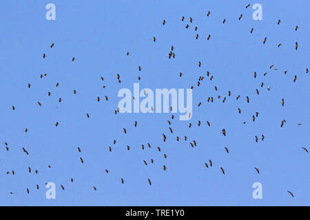 Cigogne Blanche (Ciconia ciconia), flying flock, Espagne, Tarifa Banque D'Images