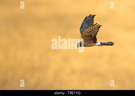 Montague's busard Saint-Martin (Circus pygargus), femelle chasse, Espagne, Andalousie Banque D'Images