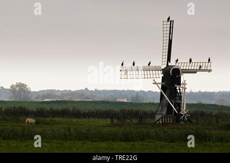 Grand Cormoran (Phalacrocorax carbo), assis sur un moulin à Waal en Burg, Pays-Bas, Texel Banque D'Images