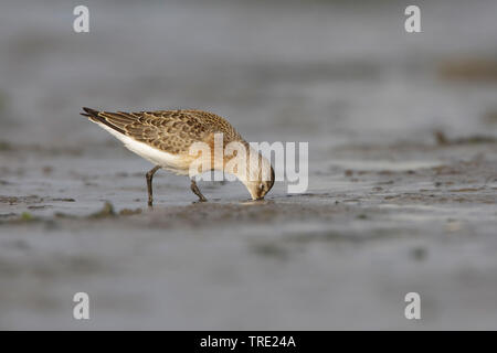 Curlew Sandpiper (Calidris ferruginea), en plumage juvénile dans la boue, Pays-Bas, Terschelling Banque D'Images