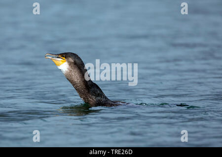 Grand Cormoran (Phalacrocorax carbo), nage avec la proie le maquereau, engloutissant les grandes proies, vue de côté, l'Islande Banque D'Images