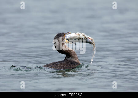 Grand Cormoran (Phalacrocorax carbo), nage avec la proie le maquereau, engloutissant les grandes proies, vue de côté, l'Islande Banque D'Images