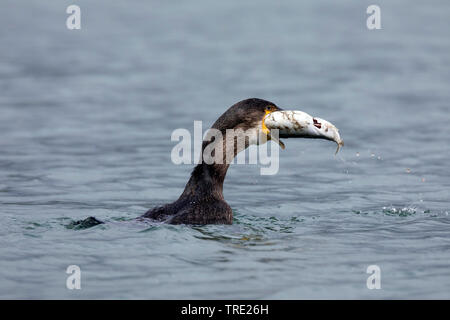 Grand Cormoran (Phalacrocorax carbo), nage avec la proie le maquereau, engloutissant les grandes proies, vue de côté, l'Islande Banque D'Images