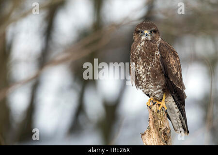 Eurasian buzzard (Buteo buteo), sur un poste en hiver, Allemagne Banque D'Images