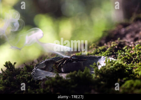 Tabagisme ; fumeurs avec Juniper, gomme de l'arbre et fumants, charbon, Allemagne Banque D'Images