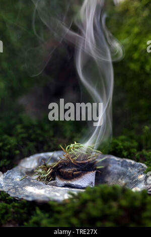 Tabagisme ; fumeurs avec Juniper, gomme de l'arbre et fumants, charbon, Allemagne Banque D'Images