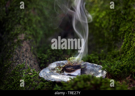 Tabagisme ; fumeurs avec Juniper, gomme de l'arbre et fumants, charbon, Allemagne Banque D'Images