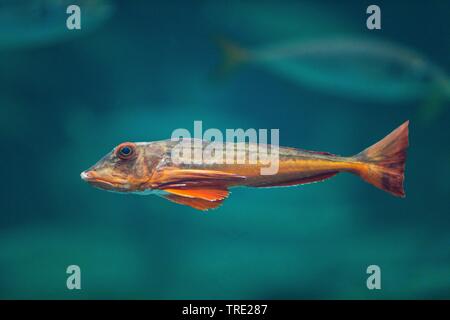 Grondin, sapphirine (Trigla lucerna Grondin, Chelidonichthys lucernus), natation Banque D'Images