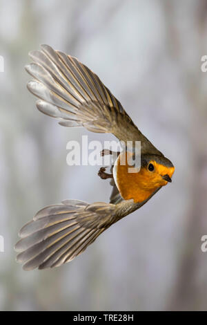 European robin (Erithacus rubecula aux abords), en vol, Allemagne Banque D'Images