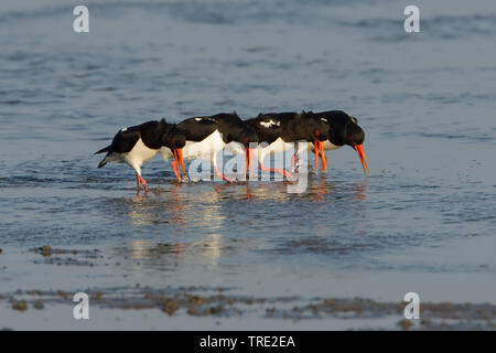 Palaearctic huîtrier pie (Haematopus ostralegus), quatre sur l'alimentation, les huîtriers, Terschelling Pays-Bas Banque D'Images