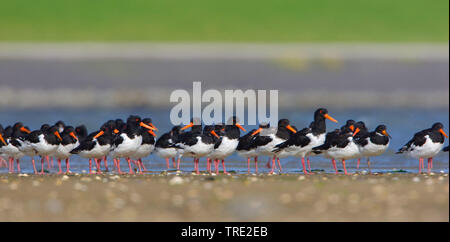 Palaearctic huîtrier pie (Haematopus ostralegus), troupeau, à la rive, Pays-Bas, Terschelling Banque D'Images