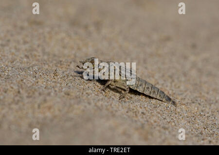 Gomphus flavipes gomphus (asiatique), l'éclosion d'une série asiatique gomphus, photo 1/12, Pays-Bas, Brabant-sept. Banque D'Images