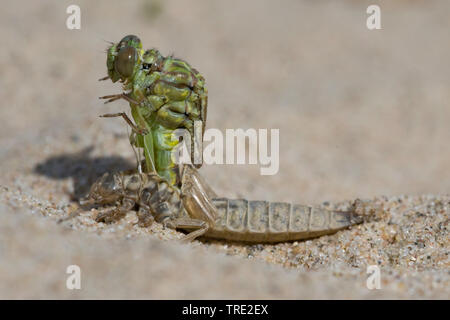 Gomphus flavipes gomphus (asiatique), l'éclosion d'une série asiatique gomphus, photo 5/12, Noord-Brabant, Pays-Bas Banque D'Images