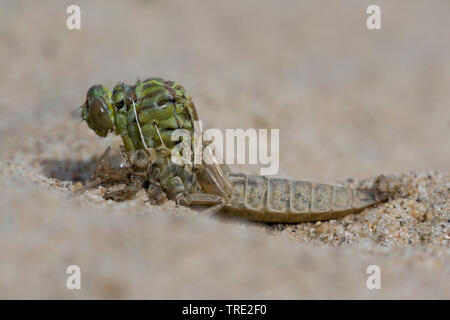 Gomphus flavipes gomphus (asiatique), l'éclosion d'une série asiatique gomphus, photo 4/12, Pays-Bas, Brabant-sept. Banque D'Images