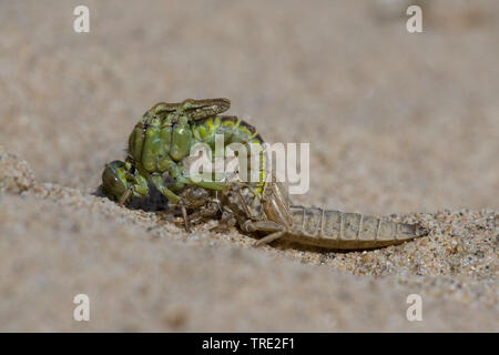 Gomphus flavipes gomphus (asiatique), l'éclosion d'une série asiatique gomphus, photo 7/12, Pays-Bas, Brabant-sept. Banque D'Images