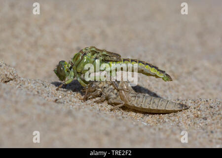 Gomphus flavipes gomphus (asiatique), l'éclosion d'une série asiatique gomphus, photo 8/12, Pays-Bas, Brabant-sept. Banque D'Images