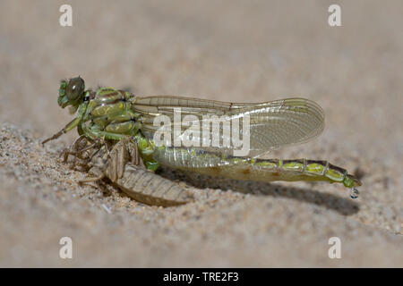 Gomphus flavipes gomphus (asiatique), l'éclosion d'une série asiatique gomphus, photo 11/12, Pays-Bas, Brabant-sept. Banque D'Images