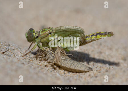 Gomphus flavipes gomphus (asiatique), l'éclosion d'une série asiatique gomphus, photo 9/12, Pays-Bas, Brabant-sept. Banque D'Images