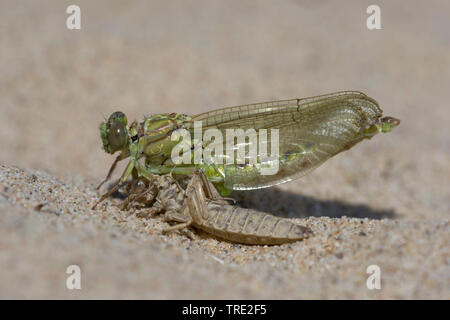 Gomphus flavipes gomphus (asiatique), l'éclosion d'une série asiatique gomphus, photo 10/12, Pays-Bas, Brabant-sept. Banque D'Images