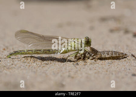 Gomphus flavipes gomphus (asiatique), l'éclosion d'une série asiatique gomphus, photo 12/12, Pays-Bas, Brabant-sept. Banque D'Images