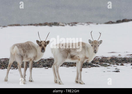 Renne européen, le caribou (Rangifer tarandus tarandus), rennes en hiver, de la Norvège, de Varangerfjord, Kiberg Banque D'Images