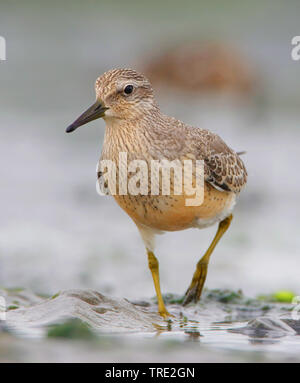 Bécasseau maubèche (Calidris canutus), juvénile, Pays-Bas, Terschelling Banque D'Images