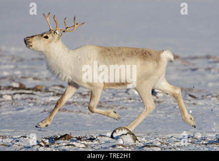 Renne européen, le caribou (Rangifer tarandus tarandus), en hiver, la fourrure, la Norvège Varangerfjord, Kiberg Banque D'Images