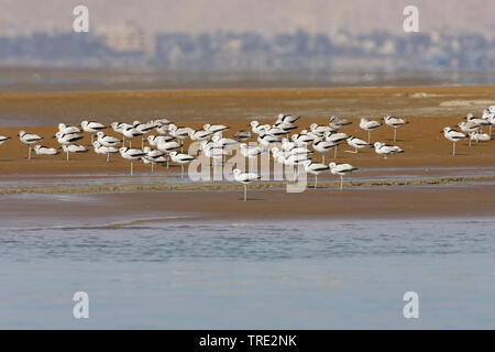 Pluvier crabe (Dromas ardeola), Groupe sur la plage, l'Iran Banque D'Images