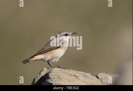 Traquet à tête rouge (Oenanthe chrysopygia), assis sur une pierre, l'Iran, l'Hormozgan Banque D'Images