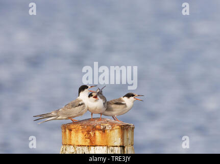 La sterne pierregarin (Sterna hirundo), appelant pour mineurs, Pays-Bas, Terschelling Banque D'Images