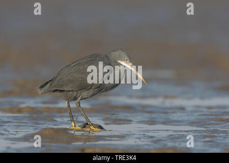 Western reef egret (Egretta gularis), au bord de l'obscurité, morph, Iran Banque D'Images