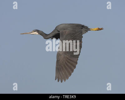 Western reef egret (Egretta gularis), en vol, dark morph, Gambie Banque D'Images