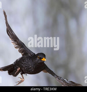 Blackbird (Turdus merula), en vol, Allemagne Banque D'Images