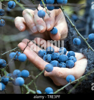 Prunellier, prunelle (Prunus spinosa), femme la collecte des fruits de prunellier, Allemagne Banque D'Images