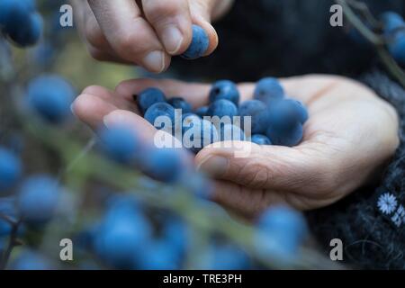 Prunellier, prunelle (Prunus spinosa), femme la collecte des fruits de prunellier, Allemagne Banque D'Images