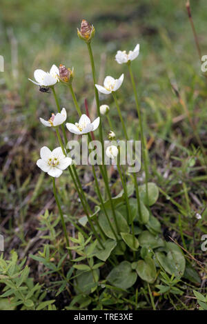 Marsh grass-de-parnassus (Parnassia palustris), la floraison, l'Islande Banque D'Images