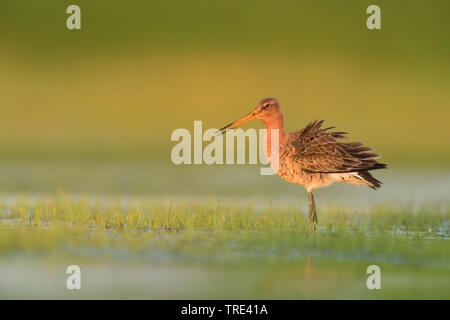 Barge à queue noire (Limosa limosa), dans l'eau, de l'Allemagne, Rhénanie du Nord-Westphalie Banque D'Images