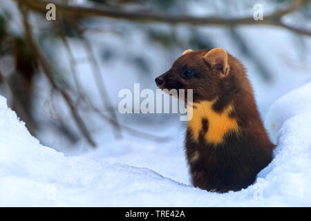 European martre des pins (Martes martes), dans la neige, Allemagne Banque D'Images