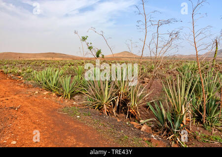 Chanvre sisal (Agave sisalana), sisal plantagtion, Canaries, Fuerteventura Banque D'Images