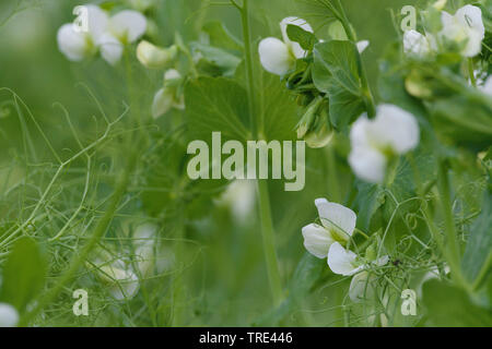 Du pois (Pisum sativum), la floraison d'un champ, Allemagne Banque D'Images