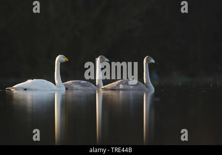 Cygne chanteur (Cygnus cygnus), des profils avec deux jeunes, Pays-Bas, Terschelling Banque D'Images