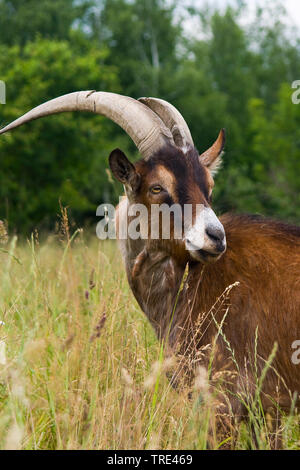 Chèvre de Thuringe (Capra hircus, Capra aegagrus f. hircus), sur un pré, Allemagne Banque D'Images