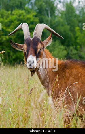 Chèvre de Thuringe (Capra hircus, Capra aegagrus f. hircus), sur un pré, Allemagne Banque D'Images