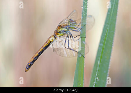 Sympetrum noir, dard noir (Sympetrum danae), Femme, Allemagne, Bavière Banque D'Images