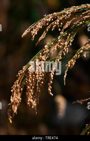 PANICUM miliaceum, millet commun, céréale, graminée - Le Jardin d'eau PANICUM miliaceum, millet commun, céréale, graminée - Le Jardin d'eau