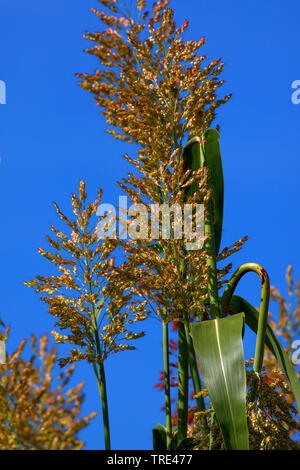 Balai-maïs, sorgho (Sorghum bicolor), panicules, Allemagne Banque D'Images