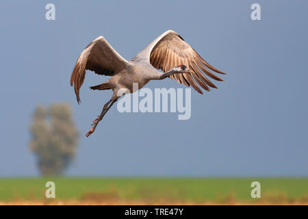 Grue cendrée grue eurasienne, (Grus grus), au décollage, l'Allemagne, Mecklembourg-Poméranie-Occidentale Banque D'Images