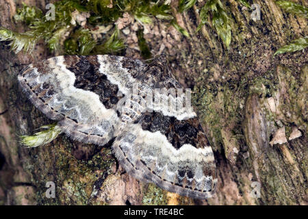 Tapis blanc commun, à bandes tapis denté (Epirrhoe alternata), sur l'arbre moussu, Allemagne Banque D'Images